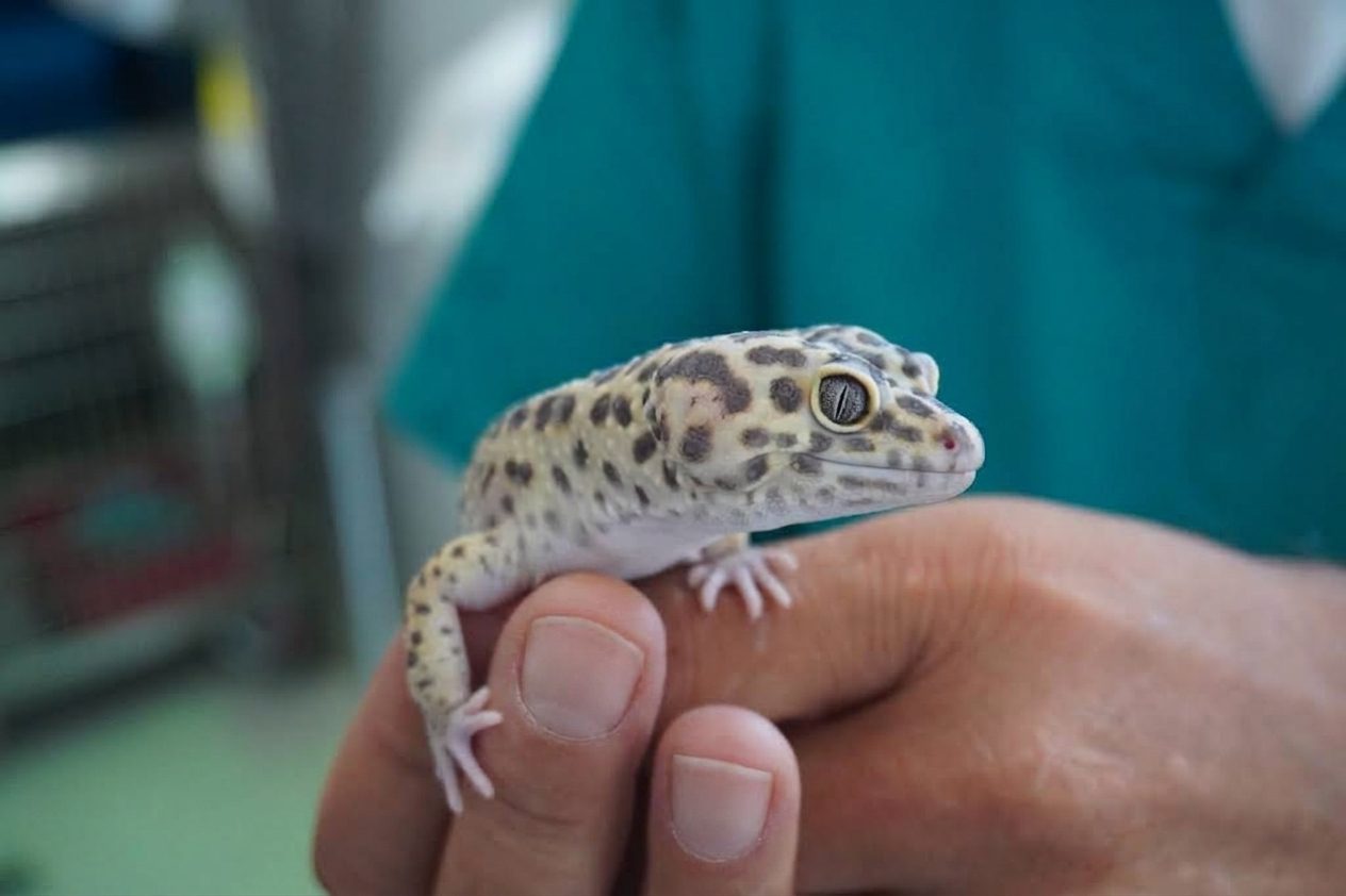 Un geco fra le mani di un veterinario della clinica